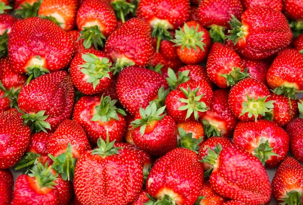 Viele reife rote Erdbeeren — Stockfoto