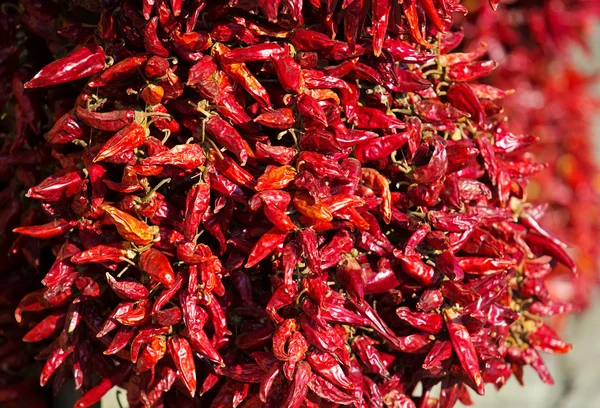 Dried red chili paprika hang in bunch — Stock Photo, Image