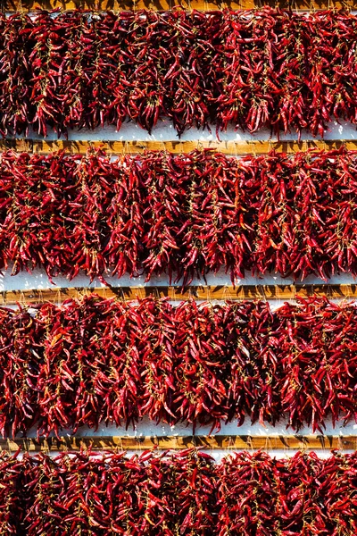 Dried red chili paprika hang in bunch — Stock Photo, Image