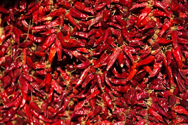 Dried red chili paprika hang in bunch — Stock Photo, Image