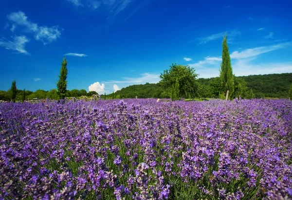 Beauty lavender flowers in garden — Stock Photo, Image