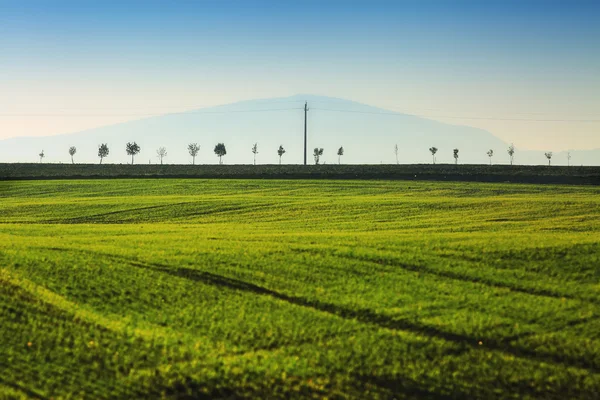 Сільськогосподарське поле з зеленими рядами з горою — стокове фото