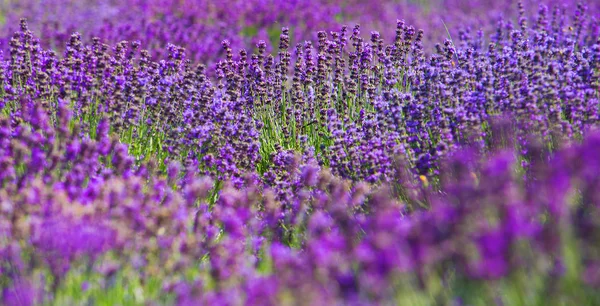 Belleza flores de lavanda en el jardín — Foto de Stock