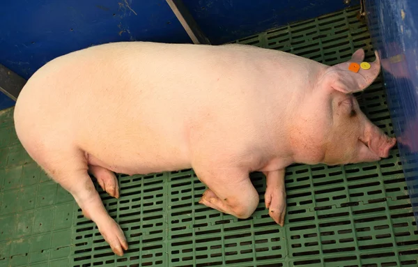 Свинья отдыхает в стойле — стоковое фото