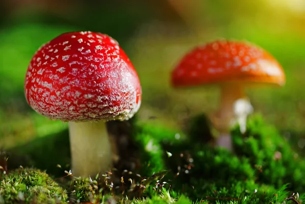 Two fly agaric toadstool in moss — Stock Photo, Image
