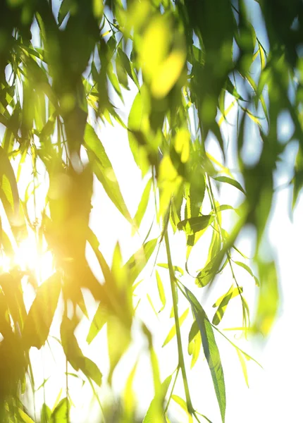 Lämnar av willow hänga från twig — Stockfoto