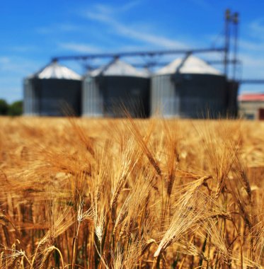 Çiftlik, tarım için tahıl ambarları olan buğday tarlası
