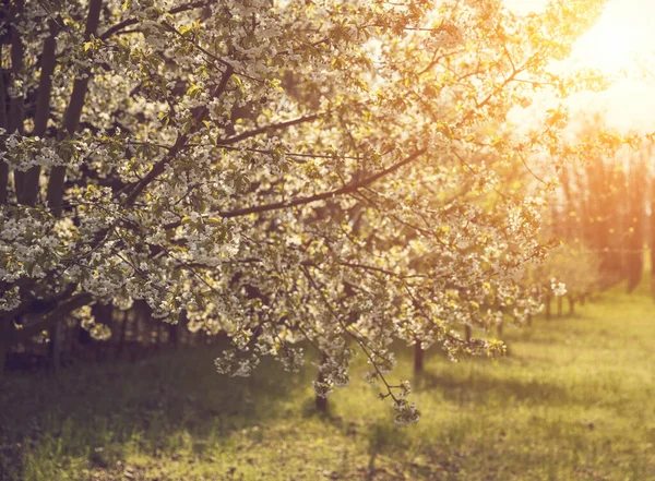 Árvores Florescentes Jardim Primavera — Fotografia de Stock