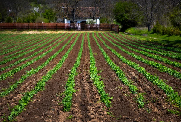 Linhas Vegetais Verdes Plantas Primavera — Fotografia de Stock