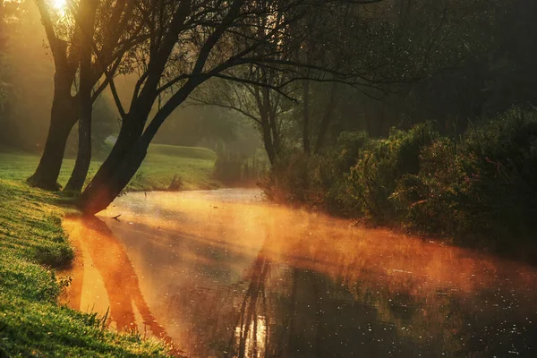 Belle Luci Del Mattino Nella Foresta Con Acqua Raggio Sole — Foto Stock