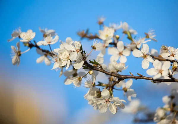 Detalj Blommande Gren Våren — Stockfoto