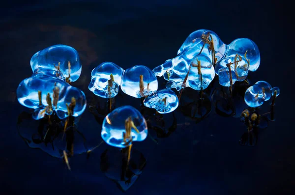 Special Ice Globes Nature Black Background — Stock Photo, Image