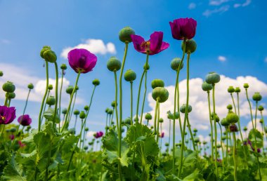 Mor gelincik tarlasına karşı mavi bulutlu gökyüzü. Rüzgârlı bir günde olgunlaşmamış tohum kafalar ile Papaver 'a çiçek açmak. Olgunlaşmış mavi gelincik çiçekleri ve tarımda kabuklular. Çubuklu tıbbi bitkiler.