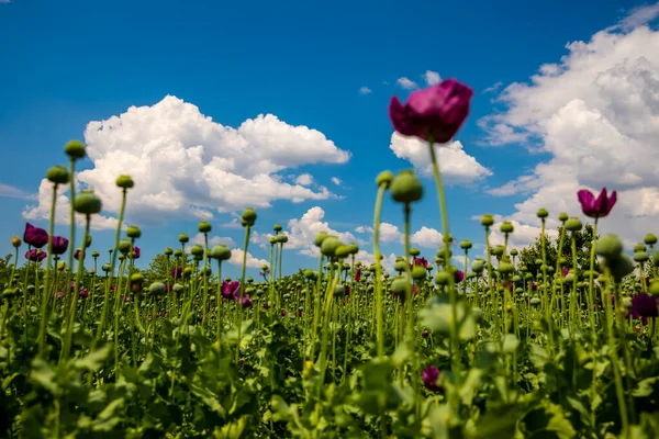 Bloei Van Paars Papaverveld Tegen Blauwe Bewolkte Lucht Bloeiende Papaver — Stockfoto