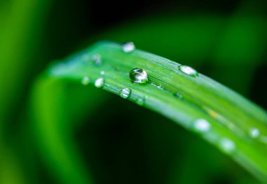 Yeşil yapraklara yağmur damlaları