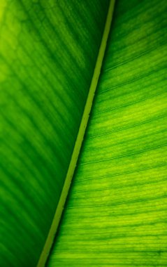 Yeşil tropik muz yaprağı deseni