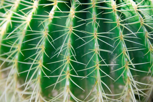 Detail Van Stekelige Cactus Plant — Stockfoto