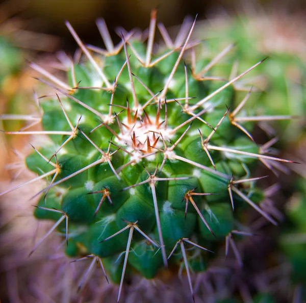 Detail Van Stekelige Cactus Plant — Stockfoto