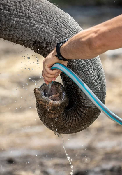 Zoo Kpper Give Water Elephant — Stock Photo, Image