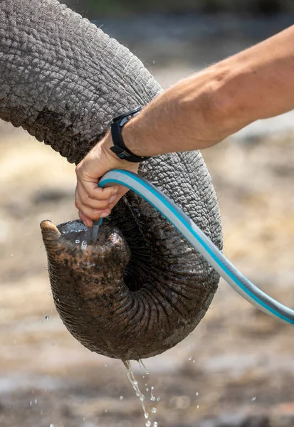 Zoo Kpper Give Water Elephant — Stock Photo, Image