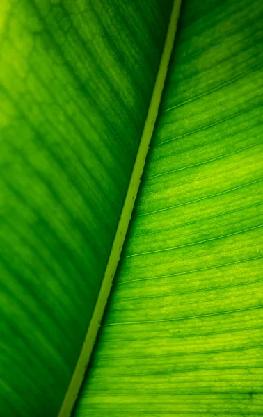 Padrão Folha Banana Tropical Verde — Fotografia de Stock