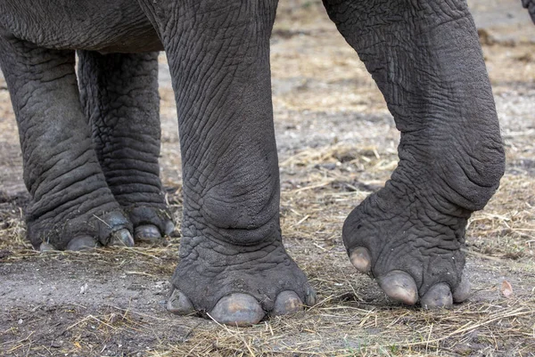 Detail Elephant Feet Outdoor — Stock Photo, Image