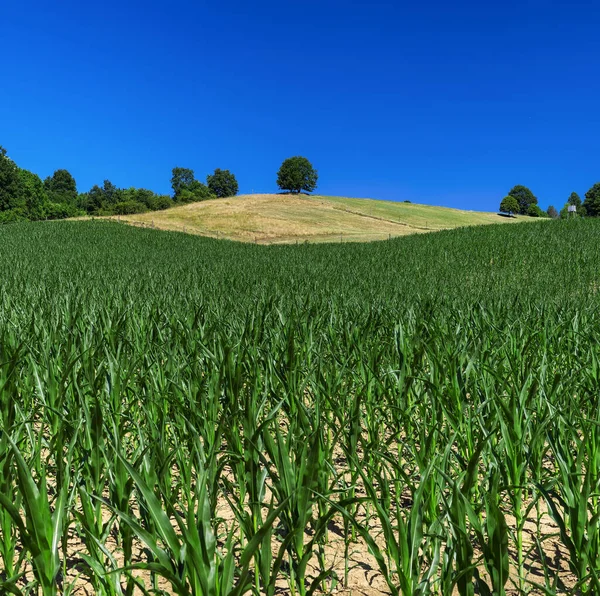 Piękny Krajobraz Rolniczy Pola Kukurydzy — Zdjęcie stockowe