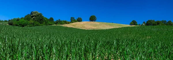 美しいトウモロコシ畑の農業風景 — ストック写真