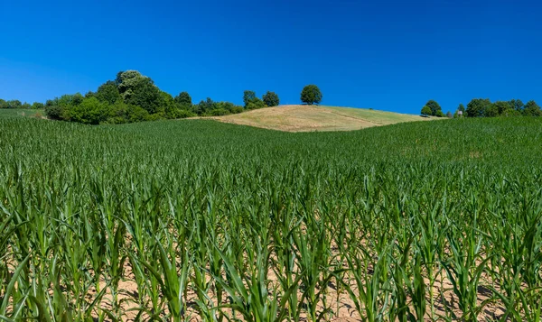 Vackert Majsfält Jordbruk Landskap — Stockfoto