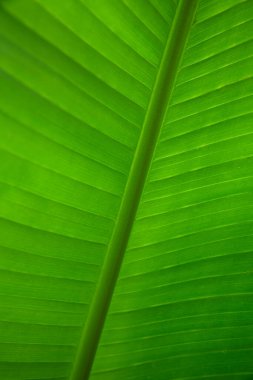 Yeşil tropik muz yaprağı deseni