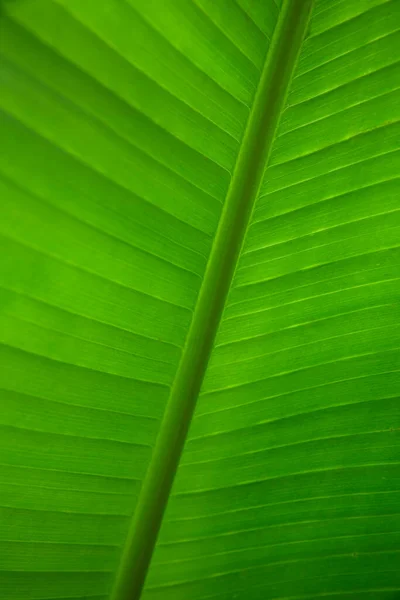 Zöld Trópusi Banánlevél Minta — Stock Fotó