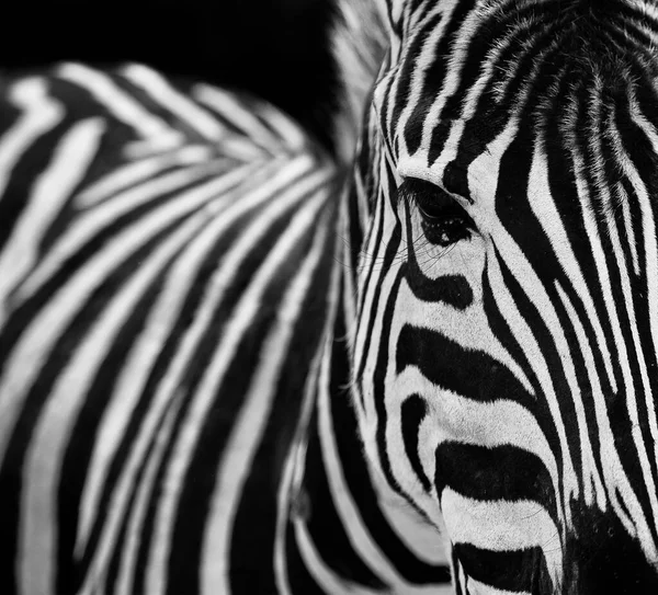 Monochrome Portrait Stripped Zebra — Stock Photo, Image