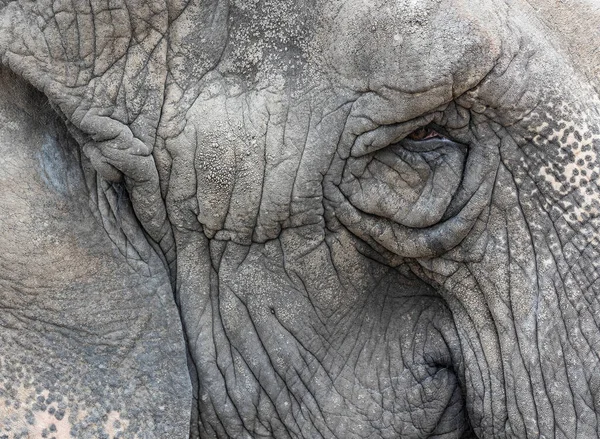 Portrait Detail Grey Old Elephant — Stock Photo, Image
