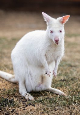 Hayvanat bahçesinde Albino Benett kanguru