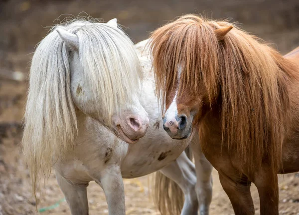 かわいいポニーの馬の屋外のグループ — ストック写真
