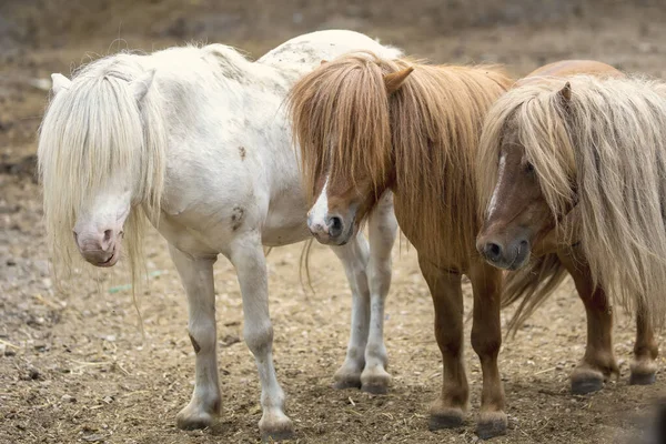 Groep Schattige Pony Paarden Buiten — Stockfoto