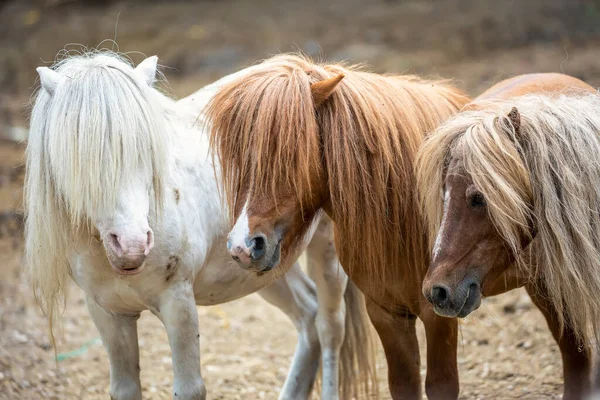 Groep Schattige Pony Paarden Buiten — Stockfoto