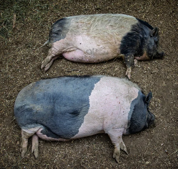 在农场睡懒觉的猪 — 图库照片