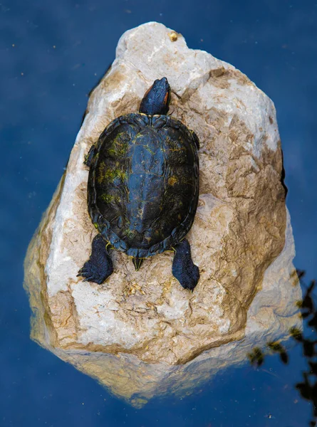 거북은 연못의 — 스톡 사진
