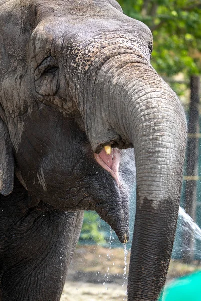 Zoo Keeper Give Water Elephant — Stock Photo, Image