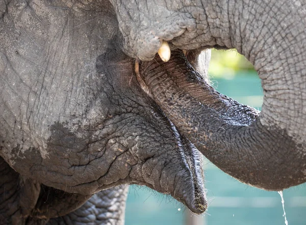 Old Elephant Eat Trunk — Stock Photo, Image