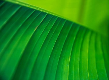 Yeşil tropik muz yaprağı deseni