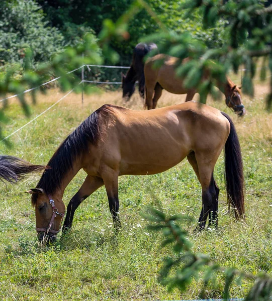 Cavalos Livre Fazenda Paisagem Beuaty — Fotografia de Stock