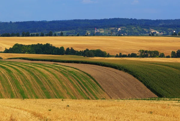 Paisagem agrícola cultivada — Fotografia de Stock