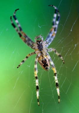 European cross spider sitting on web clipart