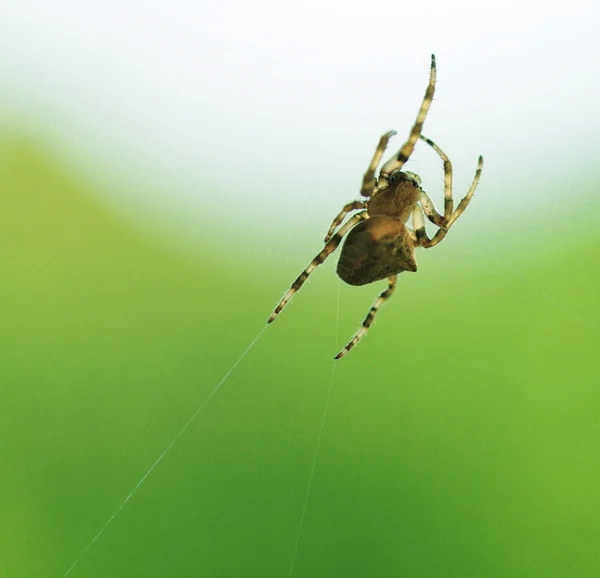 Evropská křižák sedí na webu — Stock fotografie