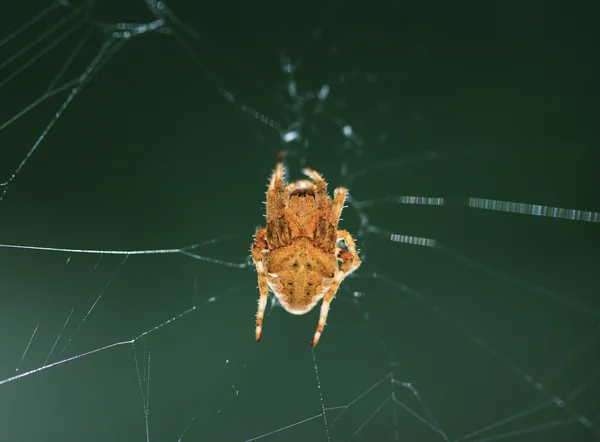 欧洲跨坐在 web 上的蜘蛛 — 图库照片