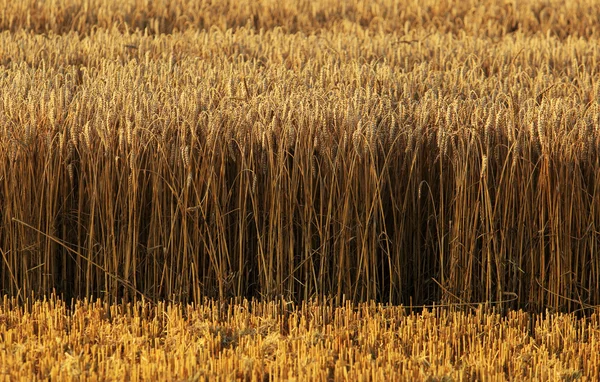 Campo de trigo — Fotografia de Stock