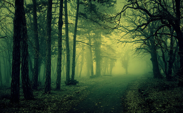 Green light in a mysterious forest with fog