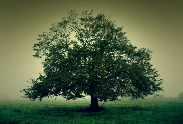 Árvore no prado na névoa — Fotografia de Stock